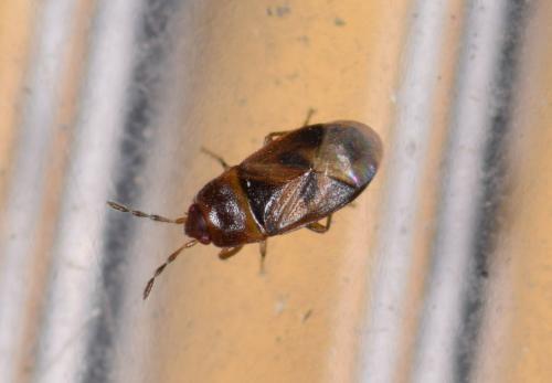 Réf. 210 576 : Plinthisus minutissimus